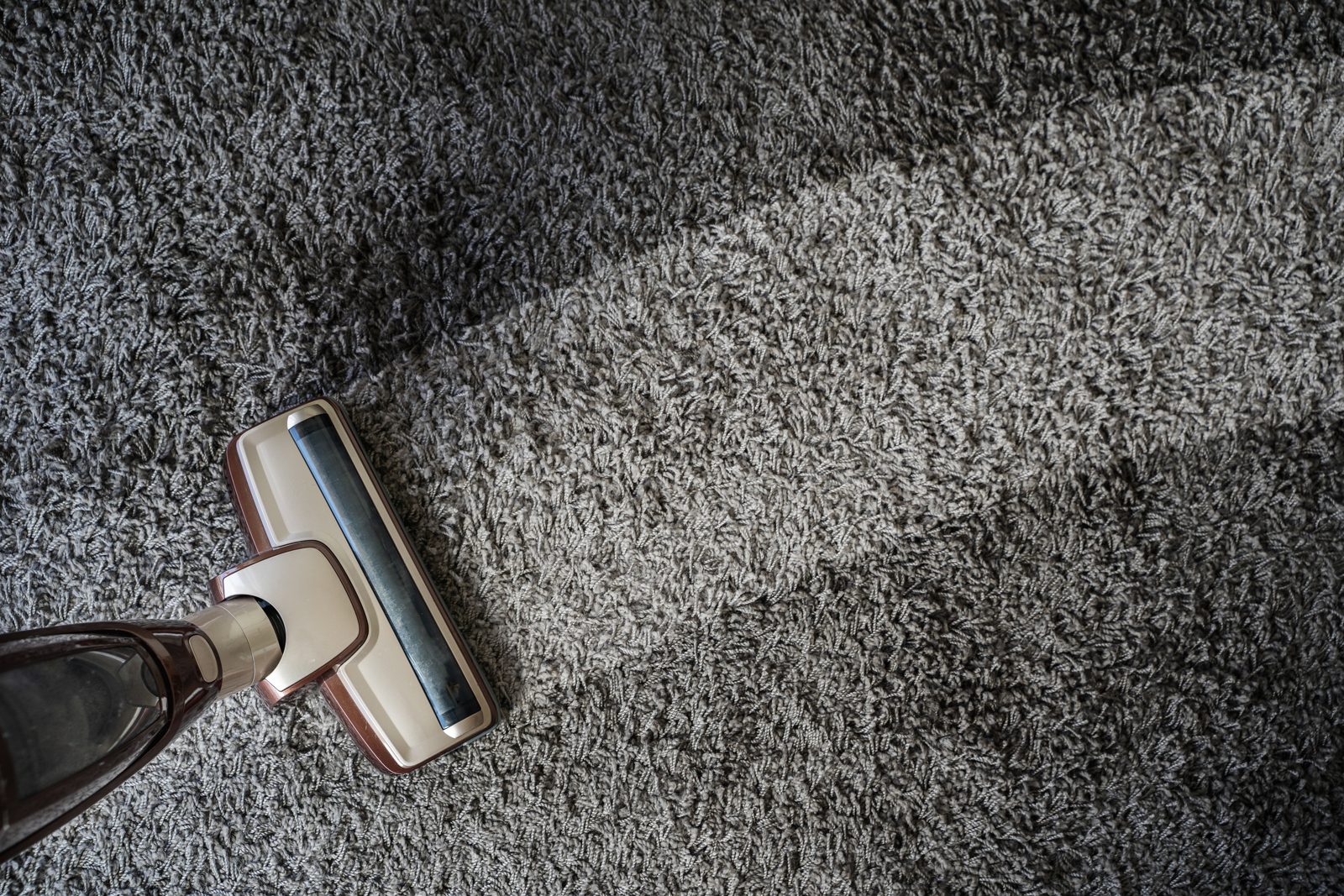 Freshly steam-cleaned carpet showing a clean stripe